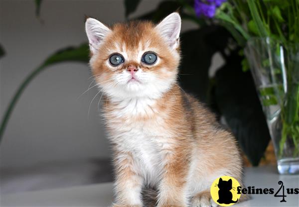 thechubbyfacedcat Picture 3